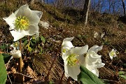 63 Bellissimi ellebori in fiore